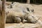 A pair of southern white rhinoceroses resting together
