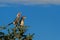 A pair of Southern Yellow-billed Hornbill perched on a tree top