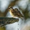 Pair of Spanish Sparrows Male and Female Percched on Iron Fountain