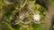 Pair of Spanish Sparrows Percehd on a Tree