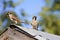 A pair of sparrows birds parents came to the old wooden roof to feed Chicks