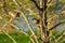 pair of sparrows in the branches of a tree