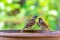 A pair of sparrows perching on a bowl of water