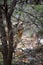 Pair of speckled mousebirds hang from a branch of a spine thorn-covered acacia bush their long tail feathers splayed their crests