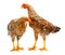 Pair of speckled pullets standing on white