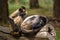 A pair of spider monkeys close up on a log