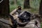 A pair of spider monkeys close up on a log