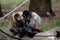 A pair of spider monkeys close up on a log