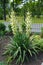 Pair of spikes of white flowers of Yucca filamentosa