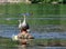 A pair of Spot Billed Duck in the morning H