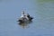 Pair of spot billed ducks bird,  natural, nature, wallpaper