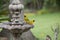 Pair of spotted backed weavers at fountiain