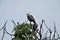 A pair spotted dove getting ready for preening