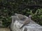 Pair of spotted doves on stone wall