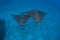Pair of Spotted Eagle Rays