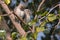 Pair of Spotted owl bird, natural, nature