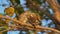 Pair of Spotted owl bird, natural, nature