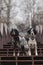 A pair of spotted setters dogs are standing on the stairs in the park