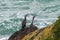 Pair of spotted shags on cliffs