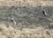 Pair of spur winged plovers stood in field