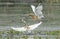 Pair of squacco herons fighting in water on grass reeds