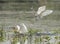 Pair of squacco herons fighting in water on grass reeds