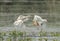 Pair of squacco herons fighting in water on grass reeds