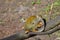 Pair of Squirrel Monkeys Playing on a Log