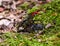 Pair of stag beetles reproducing in the forest on moss . Baden Baden, Baden Wuerttemberg, Germany, Europe