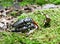 Pair of stag beetles reproducing in the forest on moss . Baden Baden, Baden Wuerttemberg, Germany, Europe