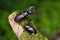 Pair of stag beetles standing on a mossy branch in summer nature