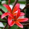 A Pair of Star Frangipani in Hot Pink