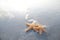 Pair of starfish on the beach