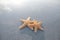 Pair of starfish at beach