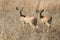 Pair of steenbok walking together in dry grass looking back