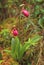 A pair of Stemless Lady`s Slipper blossoms