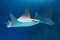 Pair stingrays of male and female swim underwater in the warm tropical seas of the Atlantic Ocean