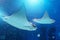 A pair of stingrays are swimming on the blue sea