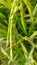 a pair of stink bugs mating on a rice plant in my rice field.  photographed at close range.