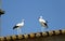 Pair of storks on the church roof in Extremadura