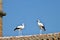 Pair of storks on the church roof in Extremadura