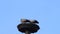 Pair storks in her nest, spring, blue sky, copy space