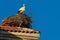 Pair of storks making a nest on the roof of a church. Sunny day and blue sky
