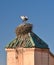 A pair of storks mating in a nest on the roof in Morocco