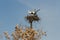 Pair of Storks in the nest