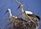 Pair of storks in the nest against a blue sky