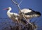 Pair of storks in the nest against a blue sky