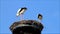 Pair storks on nest, Ciconia ciconia, blue sky, copy space