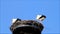 Pair storks on nest, Ciconia ciconia, blue sky, copy space