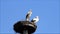 Pair storks in nest, spring, springtime, summer, blue sky, copy space